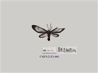 藏品(透翅斑蛾屬)的圖片